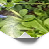 Gele Boterfly Lavender Blue Plumbago Flowers Foto Afdruk (Hoek)