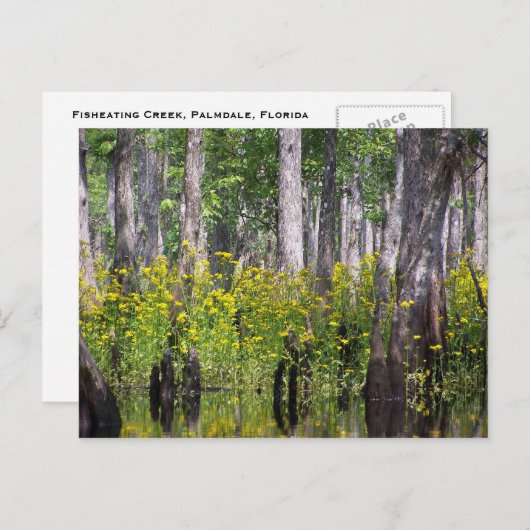 Gele Briefkaarten (Voorkant / Achterkant)