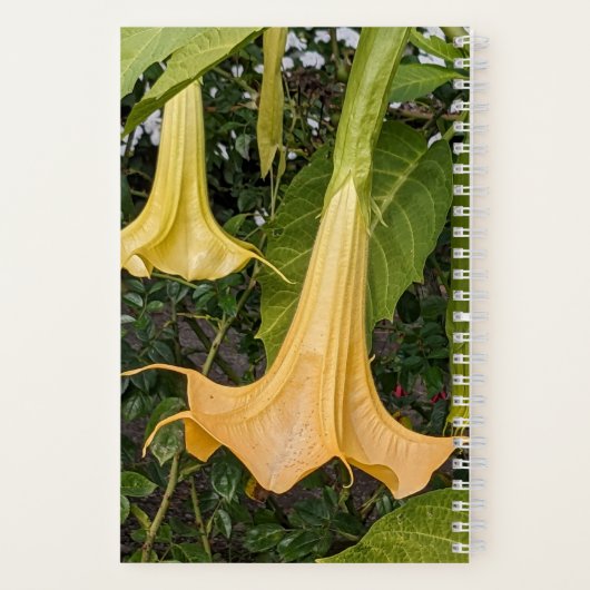 Gele Brugmansia Bloom Bloemen Notitieboek (Achterkant)