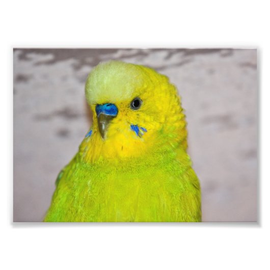 Gele Budgie Print Foto Afdruk (Voorkant)