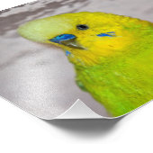 Gele Budgie Print Foto Afdruk (Hoek)
