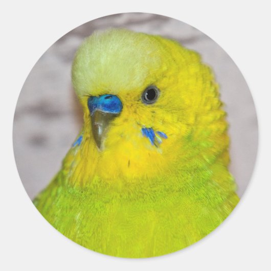 Gele Budgie Sticker (Voorkant)