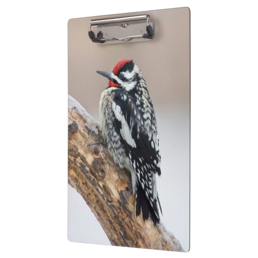 Gele-buikkramp man klembord (Links)