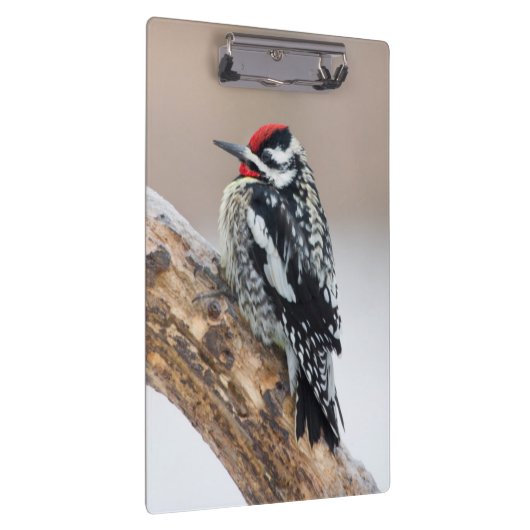 Gele-buikkramp man klembord (Rechts)