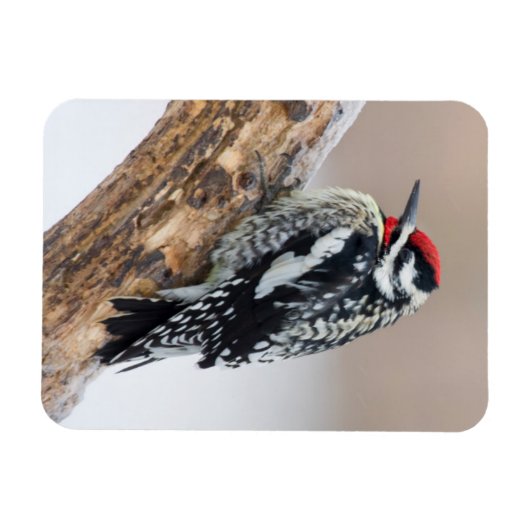 Gele-buikkramp man magneet (Horizontaal)