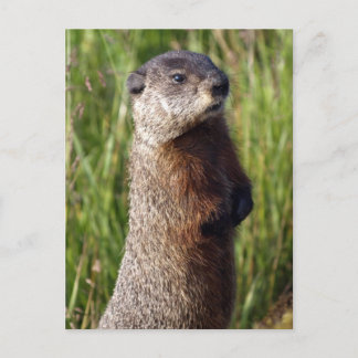 Gele buikmarmot geschenken briefkaart