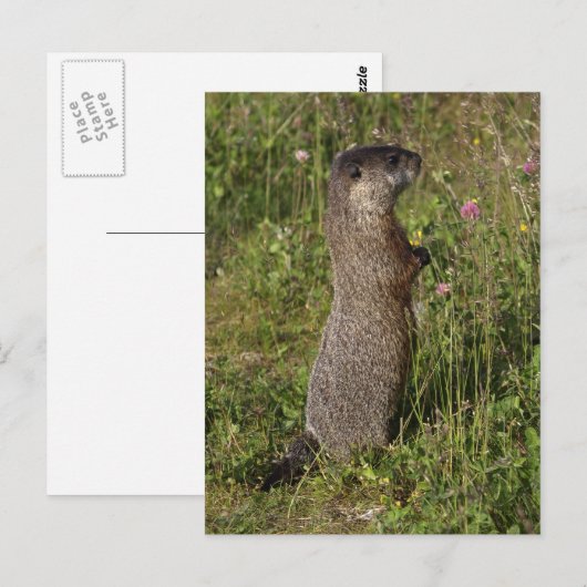 Gele buikmarmot geschenken briefkaart (Voorkant / Achterkant)