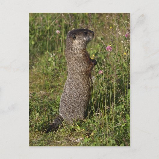 Gele buikmarmot geschenken briefkaart (Voorkant)