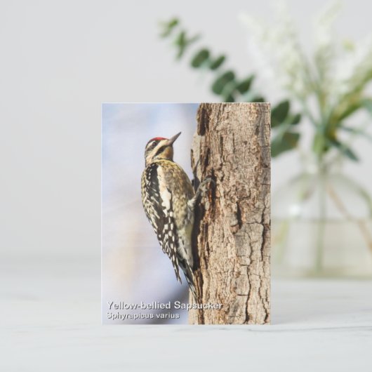 Gele-buiksapper Briefkaart (Staand voorkant)