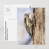 Gele-buiksapper Briefkaart (Voorkant / Achterkant)