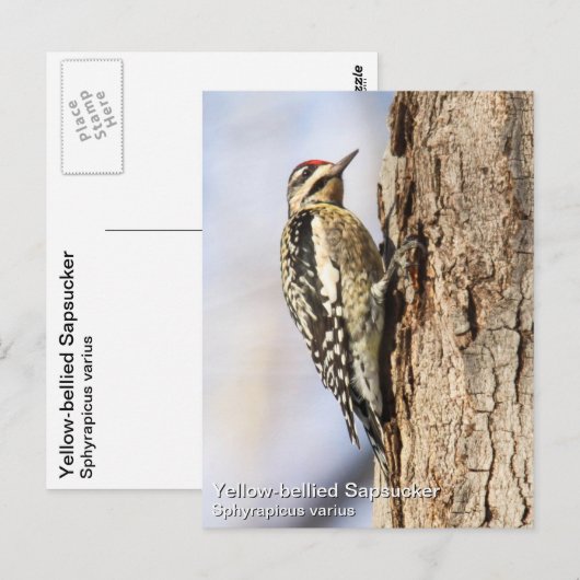 Gele-buiksapper Briefkaart (Voorkant / Achterkant)