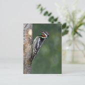 Gele-buiksapper (mannelijk) briefkaart (Staand voorkant)