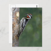 Gele-buiksapper (mannelijk) briefkaart (Voorkant / Achterkant)