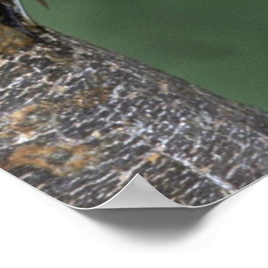 Gele-buiksapper (mannelijk) poster (Hoek)