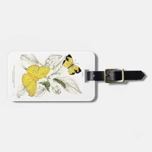  gele buikvlinders bagagelabel (Voorkant horizontaal)