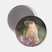 Gele buikzijde marmot magneet (Voorkant / Achterkant)