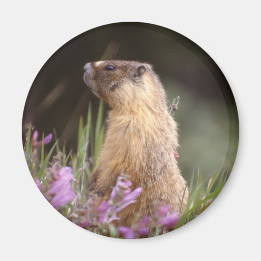 Gele buikzijde marmot magneet (Voorkant)