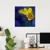 Gele Buttercups Flower Macro on Blue Bacground Poster (Thuiskantoor)