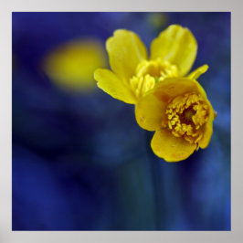 Gele Buttercups Flower Macro on Blue Bacground Poster