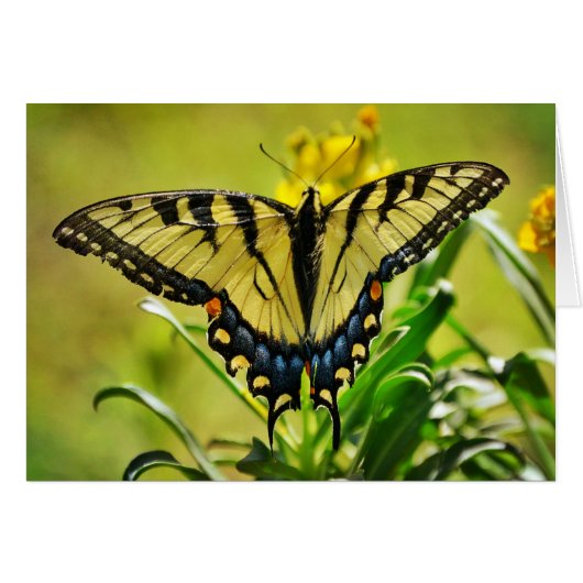 Gele Butterfly Kaart Numbers 6:25 (Voorkant Horizontaal)