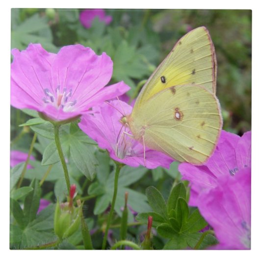 Gele Butterfly Tile Tegeltje (Voorkant)