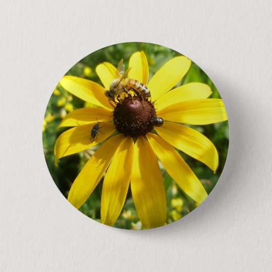 Gele Button Coneflower (Voorkant)