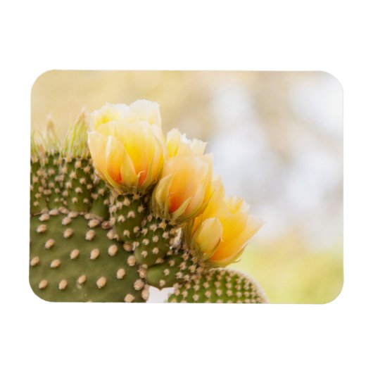 Gele cactus bloeien in Arizona Magneet (Horizontaal)