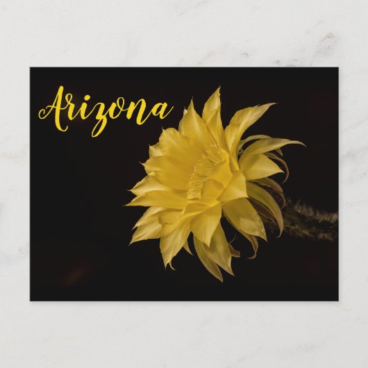 Gele cactus bloem, Arizona Briefkaart (Voorkant)