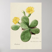 Gele Cactus Bloem Botanische Kunst Poster (Voorkant)
