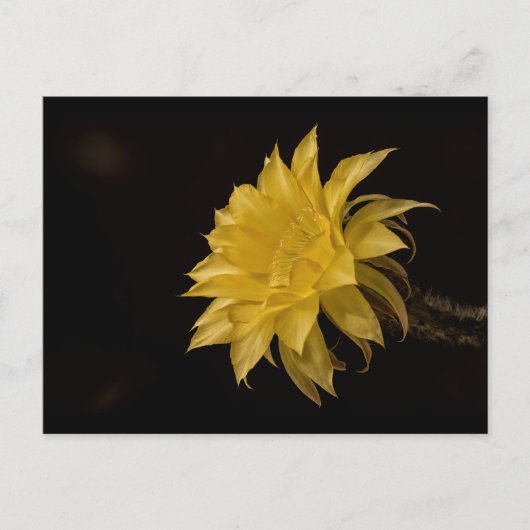 Gele cactus bloem briefkaart (Voorkant)