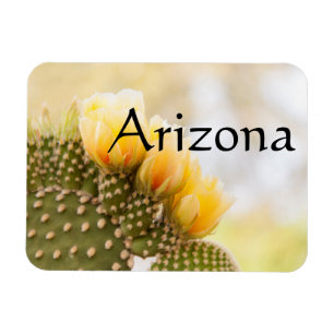 Gele cactus bloemen als ze bloeien, Arizona Magneet