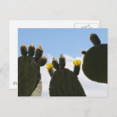 Gele Cactus Flowers Briefkaart (Voorkant / Achterkant)