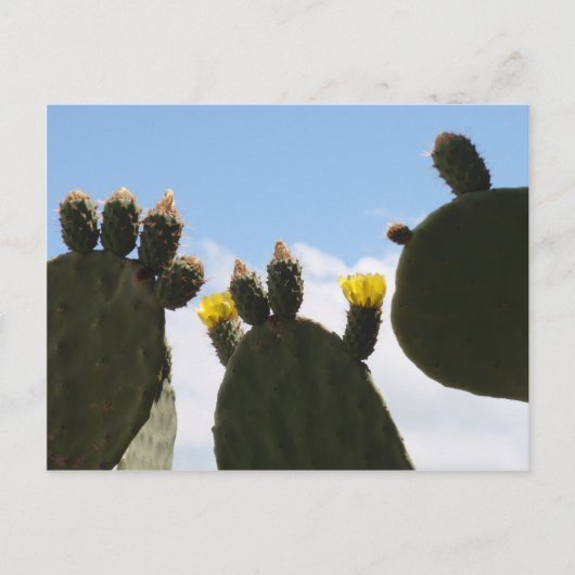 Gele Cactus Flowers Briefkaart (Voorkant)