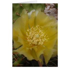 Gele Cactus In Bloei