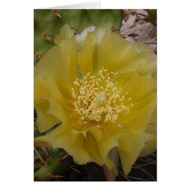 Gele Cactus In Bloei (Voorkant)