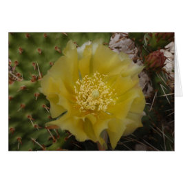 Gele Cactus In Bloei