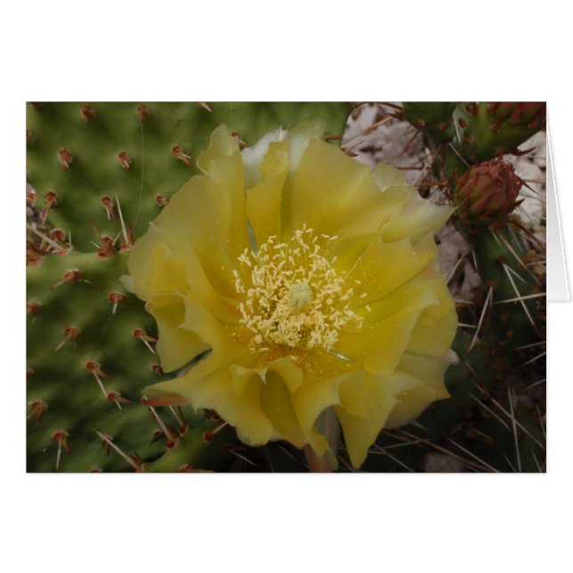 Gele Cactus In Bloei (Voorkant Horizontaal)