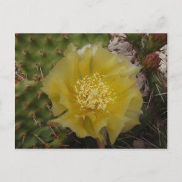 Gele Cactus In Bloei Briefkaart
