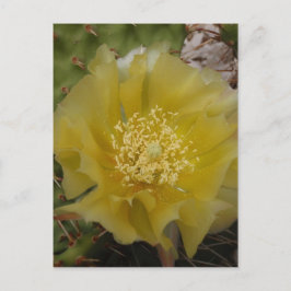 Gele Cactus In Bloei Briefkaart