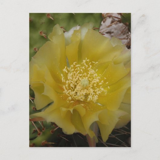 Gele Cactus In Bloei Briefkaart (Voorkant)