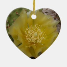 Gele Cactus In Bloei