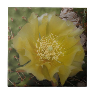 Gele Cactus In Bloei Tegeltje