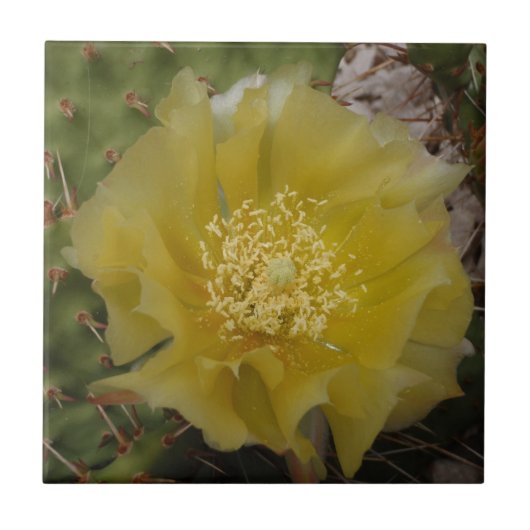 Gele Cactus In Bloei Tegeltje (Voorkant)