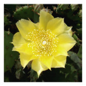 Gele cactus Prickly Pear Flower Foto Afdruk (Voorkant)