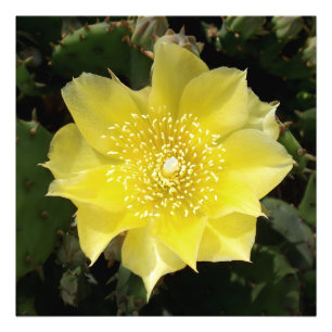 Gele cactus Prickly Pear Flower Foto Afdruk