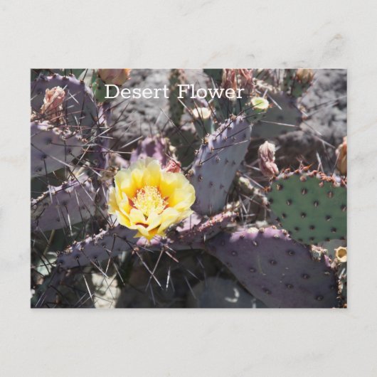 Gele cactusbloem in de lente briefkaart (Voorkant)