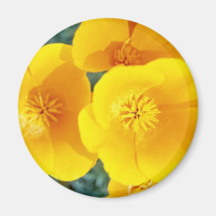 gele Californische poppies in bloemen Magneet