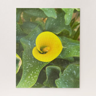 Gele Calla lelie, San Mateo Legpuzzel