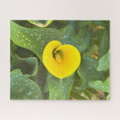 Gele Calla lelie, San Mateo Legpuzzel (Horizontaal)