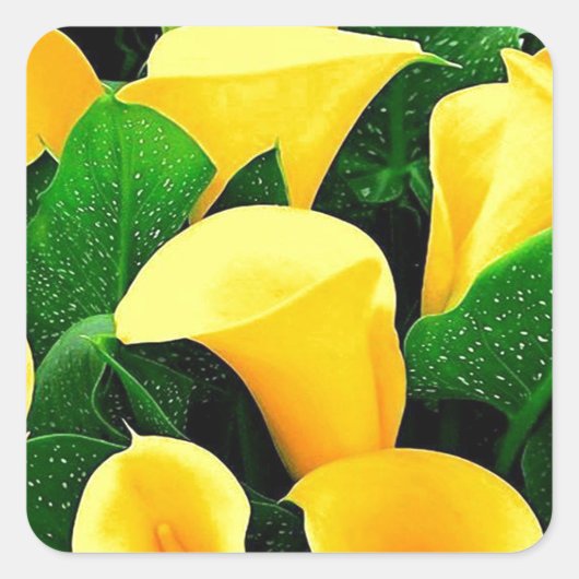 Gele Calla Lilies Vierkante Sticker (Voorkant)